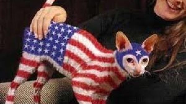 بماذا يذكركم هذا القط