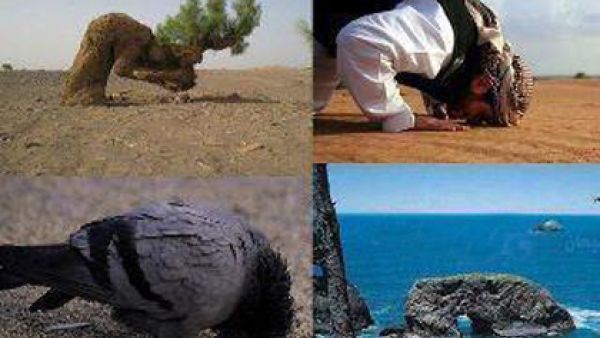 سجود