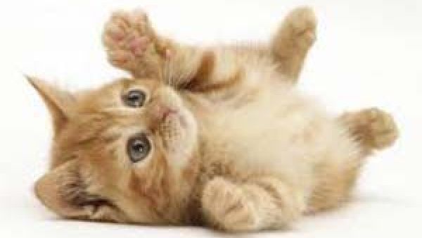 ذكر انثى .. مش مهم!