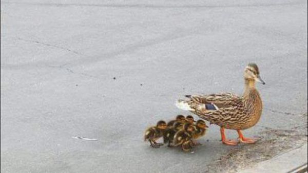 البطة مع صغارها في بداية جولتها 