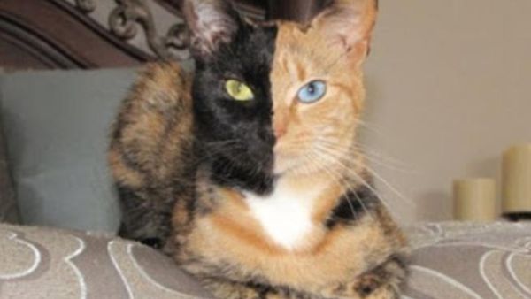 القطة فينوس