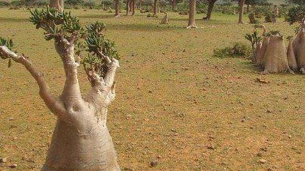 شجرة يمنية