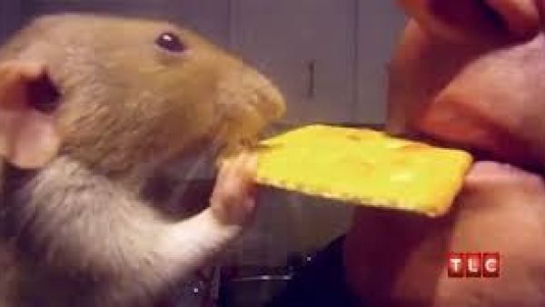 الصورة لسيدة بريطانية اخرى تفضل الفئران على زوجها