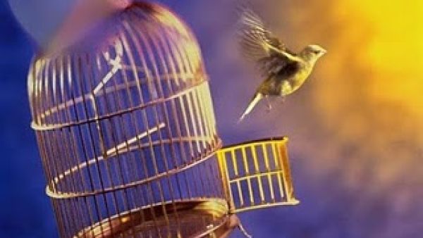 وطار العصفور