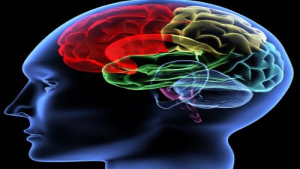 البيئة الغنية تشجع على بناء بنية الدماغ بشكل فردي يتنوع وفقاً لتنوع البيئة المحيطة