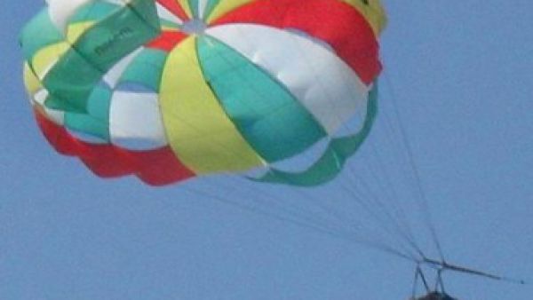 الحمار الطائر 