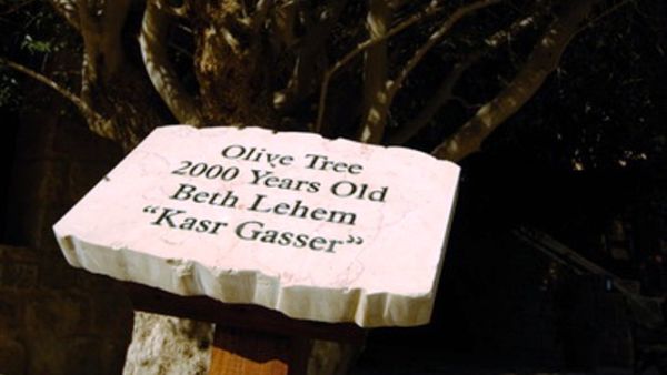 Plants and trees throughout the 80,000 square meters garden resort were marked with their original names