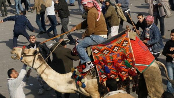 القضاء برأ المتهمين بواقعة الجمل