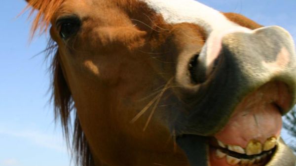 Horses contacted by Al Bawaba were apparently overjoyed at the news. (Photo courtesy of Flickr)