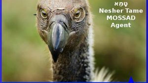 Israeli websites mocked Saudi Arabia, after the authorities there claimed to have arrested a vulture working for the Israeli spy agency Mossad.
