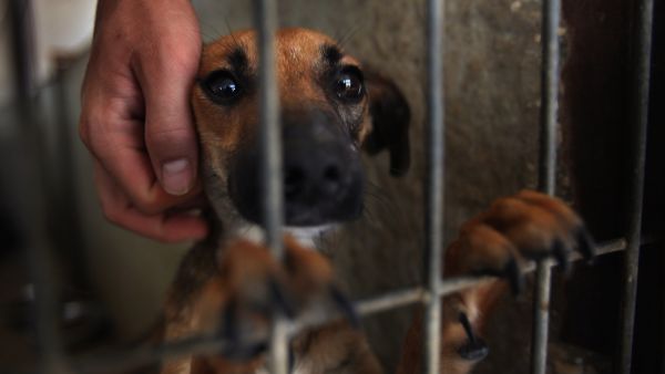 Pet owners speak out against using poison pellets to deal with strays.