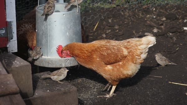 In the colder weather, Lebanese soldiers tend to use chickens instead of snakes to demonstrate their fearlessness.