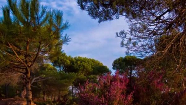 Mount Lebanon
