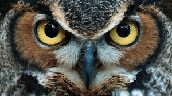 the Omani owl is greyish white with clear, orange eyes and a deep, low-pitched hoot which distinguishes it from the other species. Warning: the owl in this picture is not from Oman. (Image via Shutterstock)