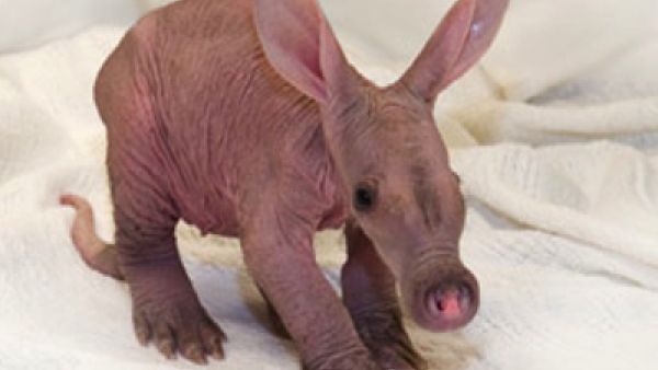 ممكن.. حبيبي ممكن