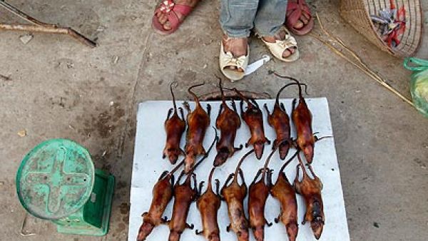 فئران مشوية ع الفحم