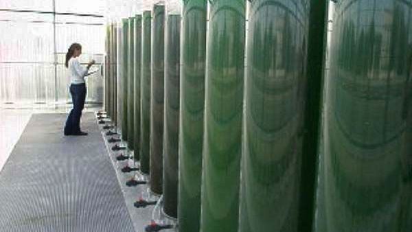  UAE researchers discover biodiesel to run motor engines