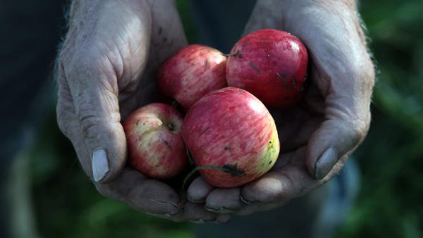 The apple industry in Lebanon is facing a growing crisis
