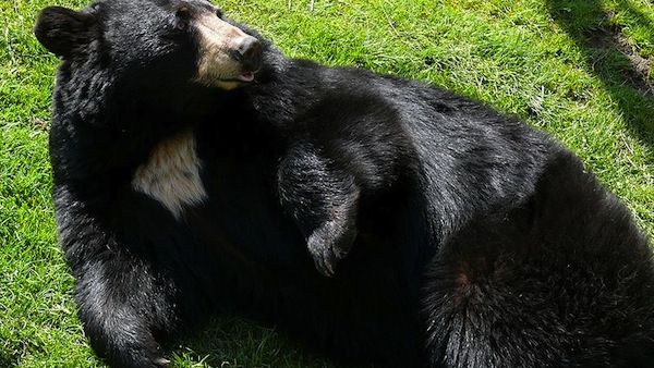 The deadly battle came a month before bear mating season (Photo used for illustrative purposes) 