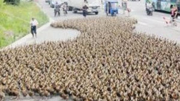 البط في الشارع