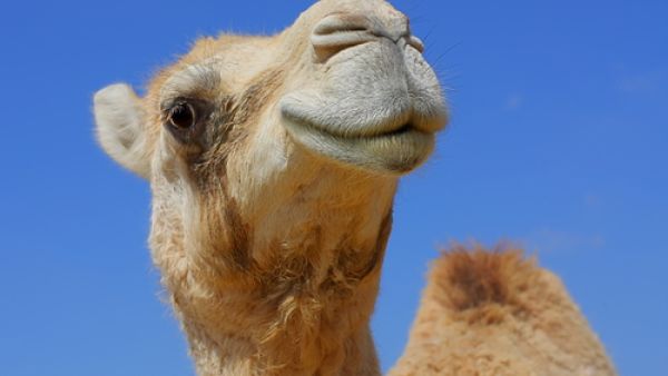 According to the research team, there is also the possibility that the camels and humans could be "infected from a third as yet unknown source" (File Archive/Shutterstock) According to the research team, there is also the possibility that the camels and humans could be "infected from a third as yet unknown source" (File Archive/Shutterstock)