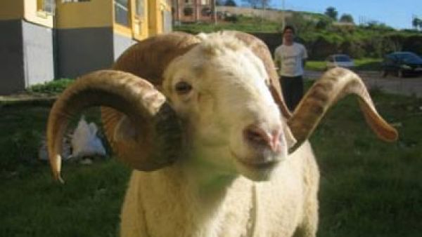 كبش ما بده فياغرا