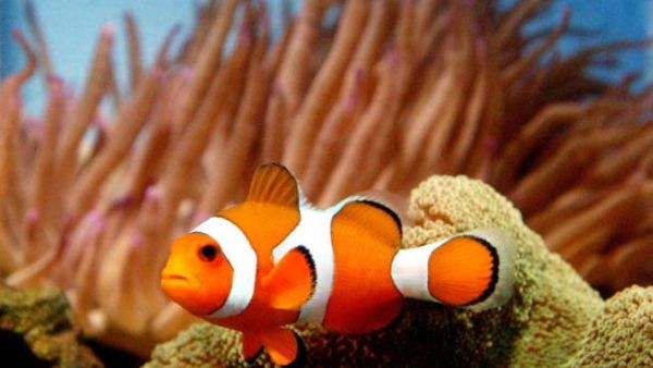 Clown fish are a big pet-hit in the UAE, according to reports on exotic animal-keeping