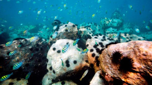 Coral reef investment is the new rich person's pursuit