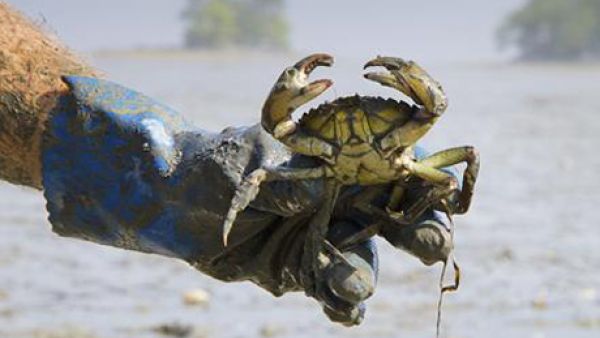The discovery of invasive green crabs on Egypt's shores in December has been a major concern for local fisherman and the fishing industry in Egypt more broadly (Courtesy of Ahram Online)