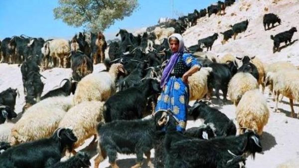 These are not Yemenis