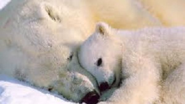 نوم العوافي