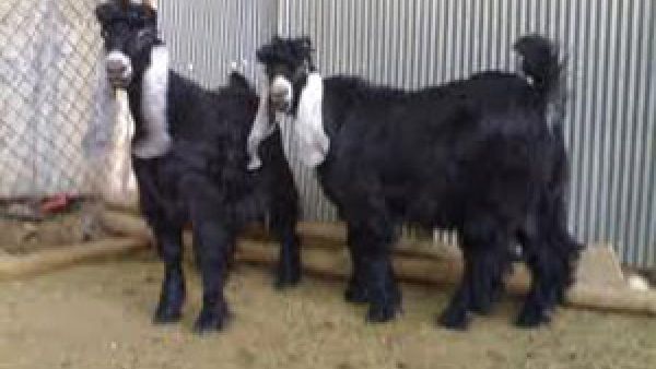 تيوس بس عربية