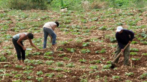 Lebanese farmers have raked in extra economic profits due to the ongoing conflict in Syria (Courtesy of Al Akhbar English)