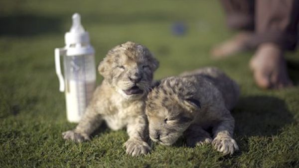 All together now: awwwwwwwwwwwww! The twin cubs, Fajr and Sijil, at the zoo in the northern Gaza Strip town of Beit Lahia. Photograph: Mohammed Abed/AFP/Getty Images