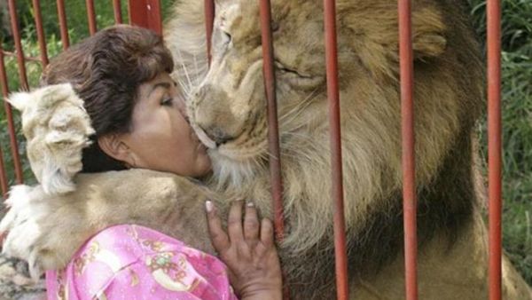 قبلة اسد لامراة