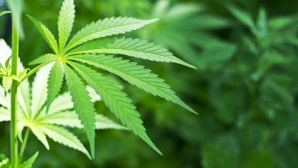 The Lebanese government has recently relaxed its enforcing of anti-drug laws regarding Hashish, the "blessed plant" (sarra22/Shutterstock)