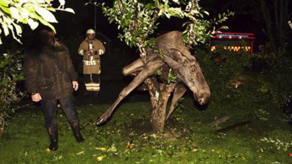 الايل محشورا بين افرع الشجرة