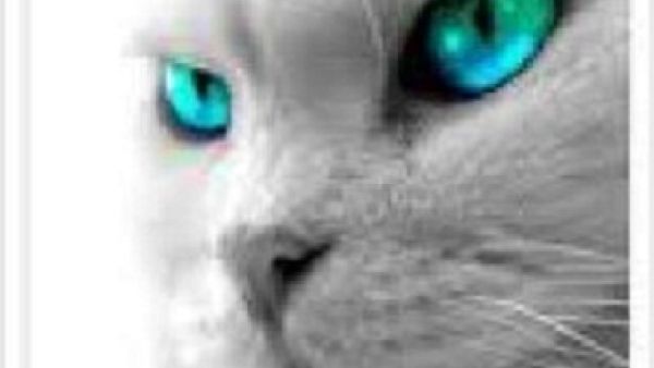 عيون القطة الزرقاء تجلب الحظ