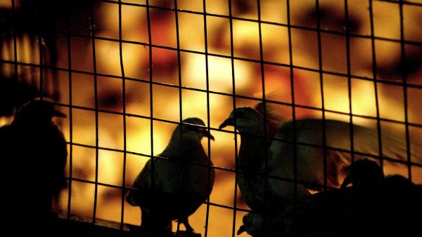 An Emirate policeman, whose wife allegedly caught him having sex with his Indonesian housemaid in a pigeon cage, has 
denied all charges levelled against him. More recently the Uzbek wife witness has since been cagey about her initial report, 
denying her witness charges.