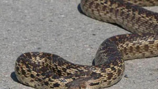 The snake was smuggled on board in a passenger's luggage (Photo: Ahram Arabic News Website)