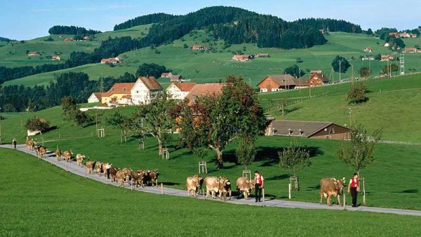 Located in the heart of Swiss Alps, the luxurious resort of Crans-Montana enjoyed the same trend with a remarkable increase of 42.86 percent in overnights produced by travelers from the Gulf