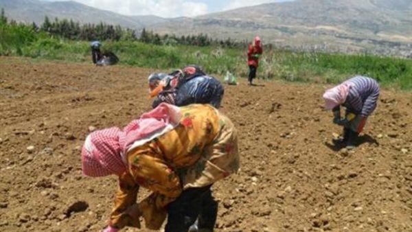 Lebanon's agricultural industry is facing "disaster" due to  recent storm hitting the country