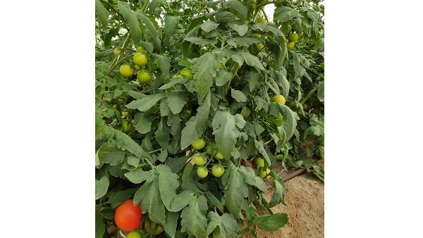 Produce includes tomatoes, cucumbers and green peppers.