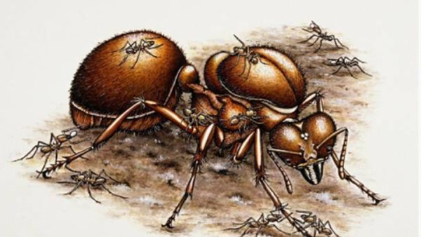 طلب القاضي من المواطن إحضار وكالة من ذوي "النملة" 
