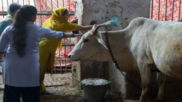 يتجنب معظم الهندوس تناول لحوم الأبقار، لكن يتم استهلاك البعض منها في جنوب البلاد