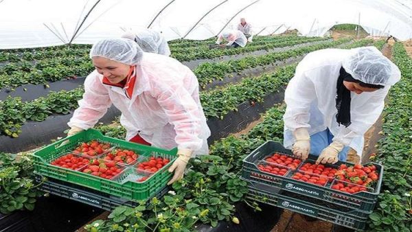 17 ألف مغربية تتابع عملها الموسمي داخل حقول زراعية في إسبانيا