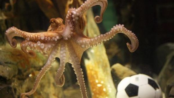 الاخطبوط  بول 