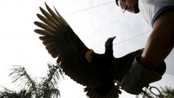 مدرب يدرب نسرا على رصد القمامة في حديقة حيوان في ليما
