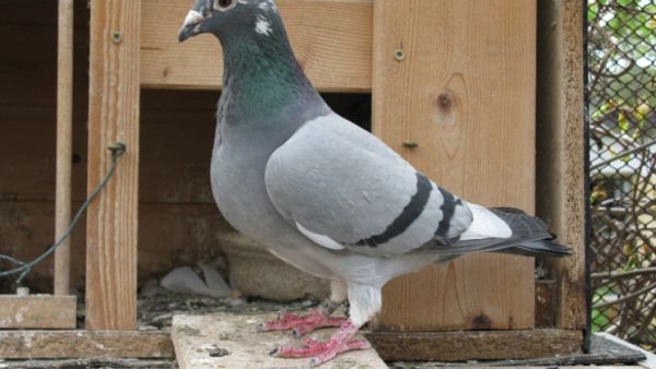 A representational image of a pigeon. (Shutterstock)