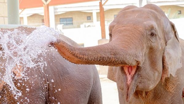 The special occasion will highlight a whole lot of fun learning activities and zookeeper talks. The special occasion will highlight a whole lot of fun learning activities and zookeeper talks.